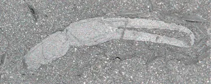 Devonian fossil from the Eastern Cape, South Africa