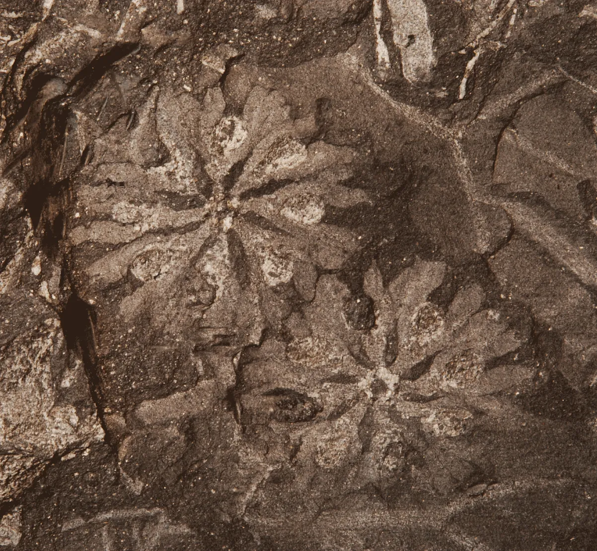 Devonian fossils from the Eastern Cape, South Africa