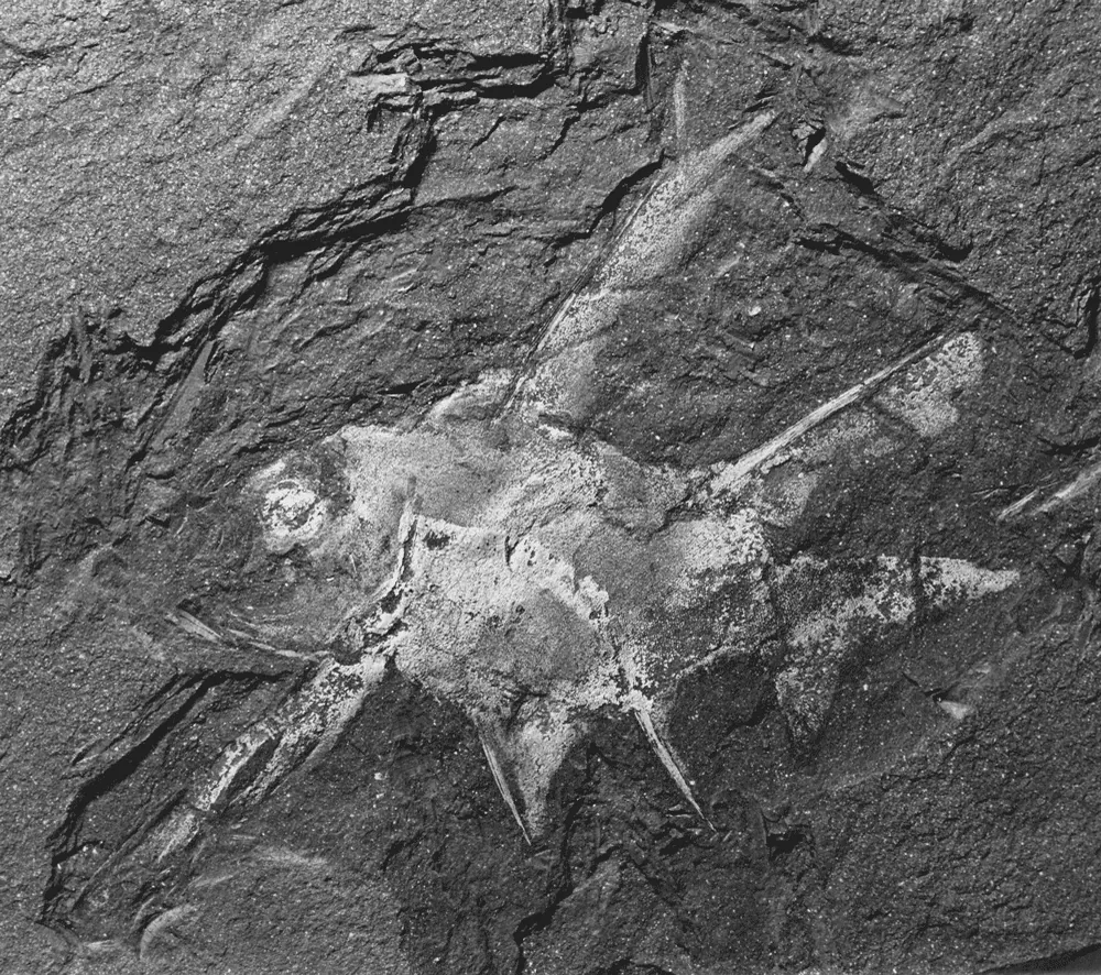 Devonian fossil specimen from the Eastern Cape, South Africa