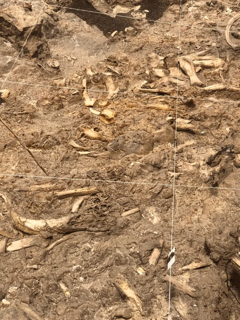 Fossil bones at the West Coast Fossil Park