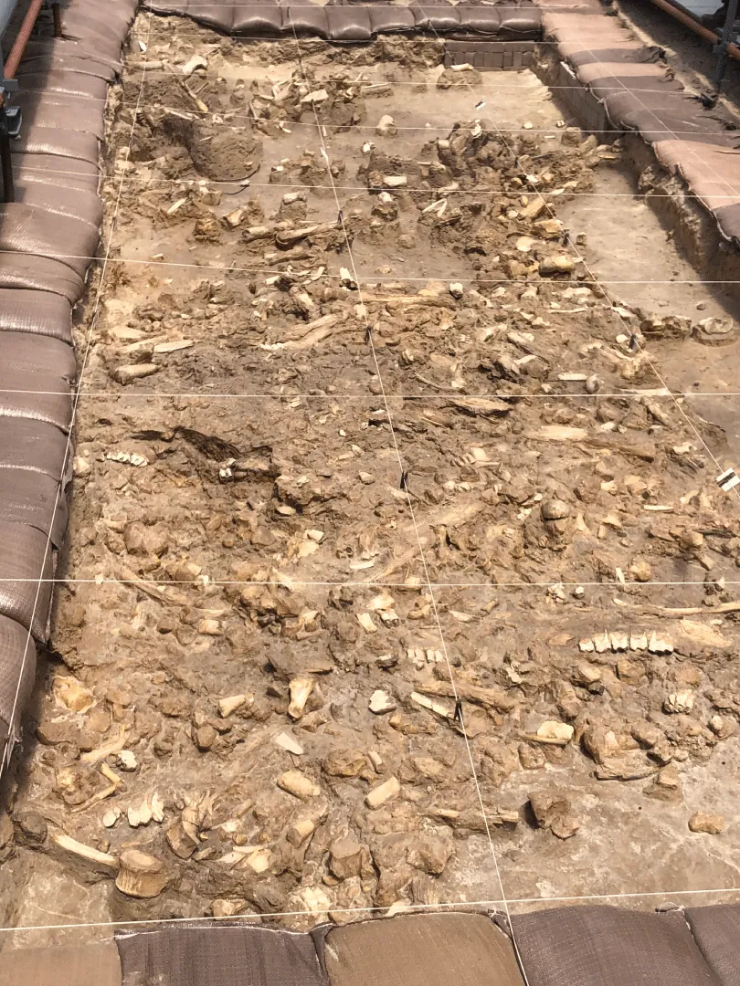 Fossil bone bed at the West Coast Fossil Park