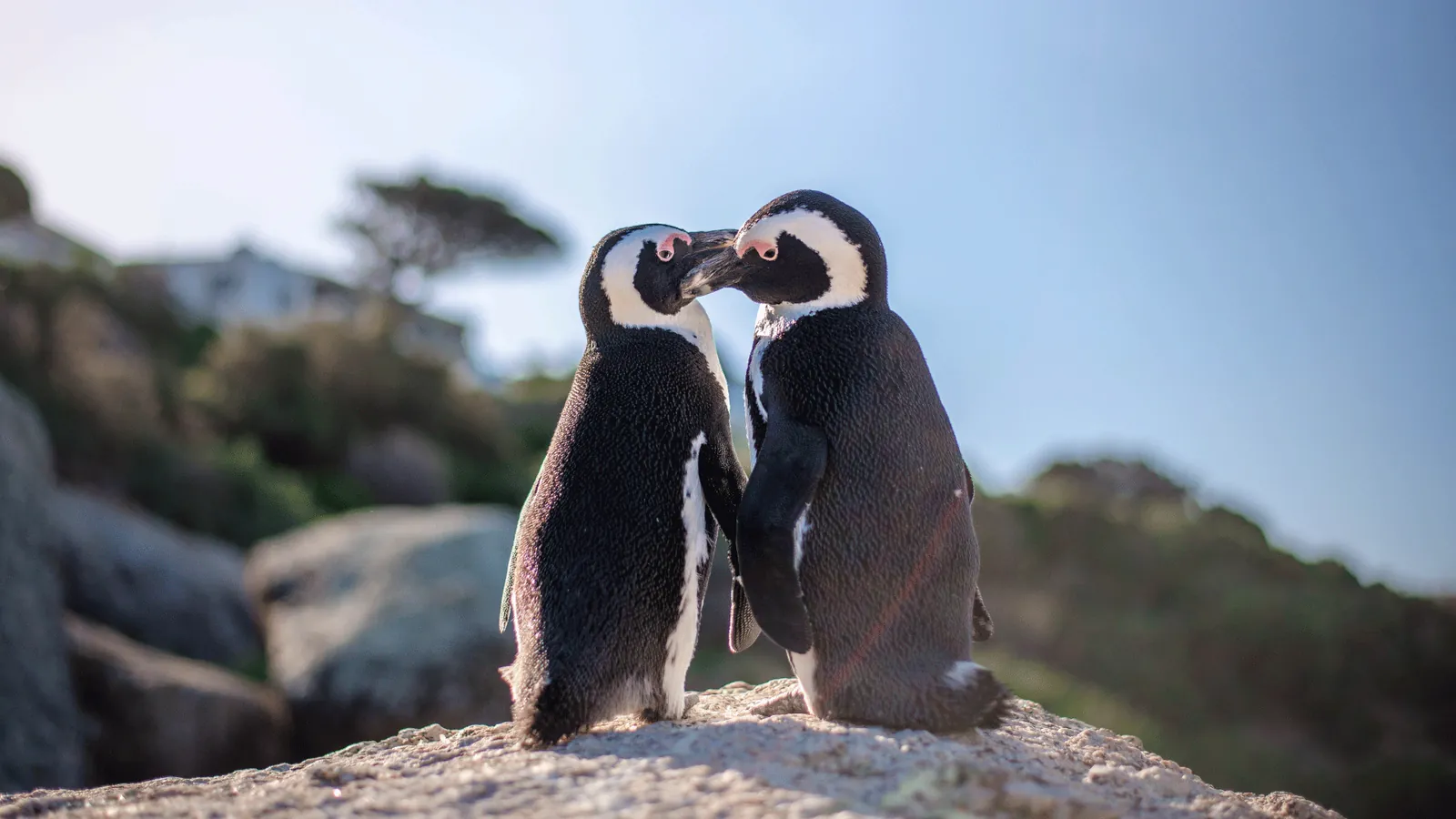 African penguins on the rocks near Cape Town