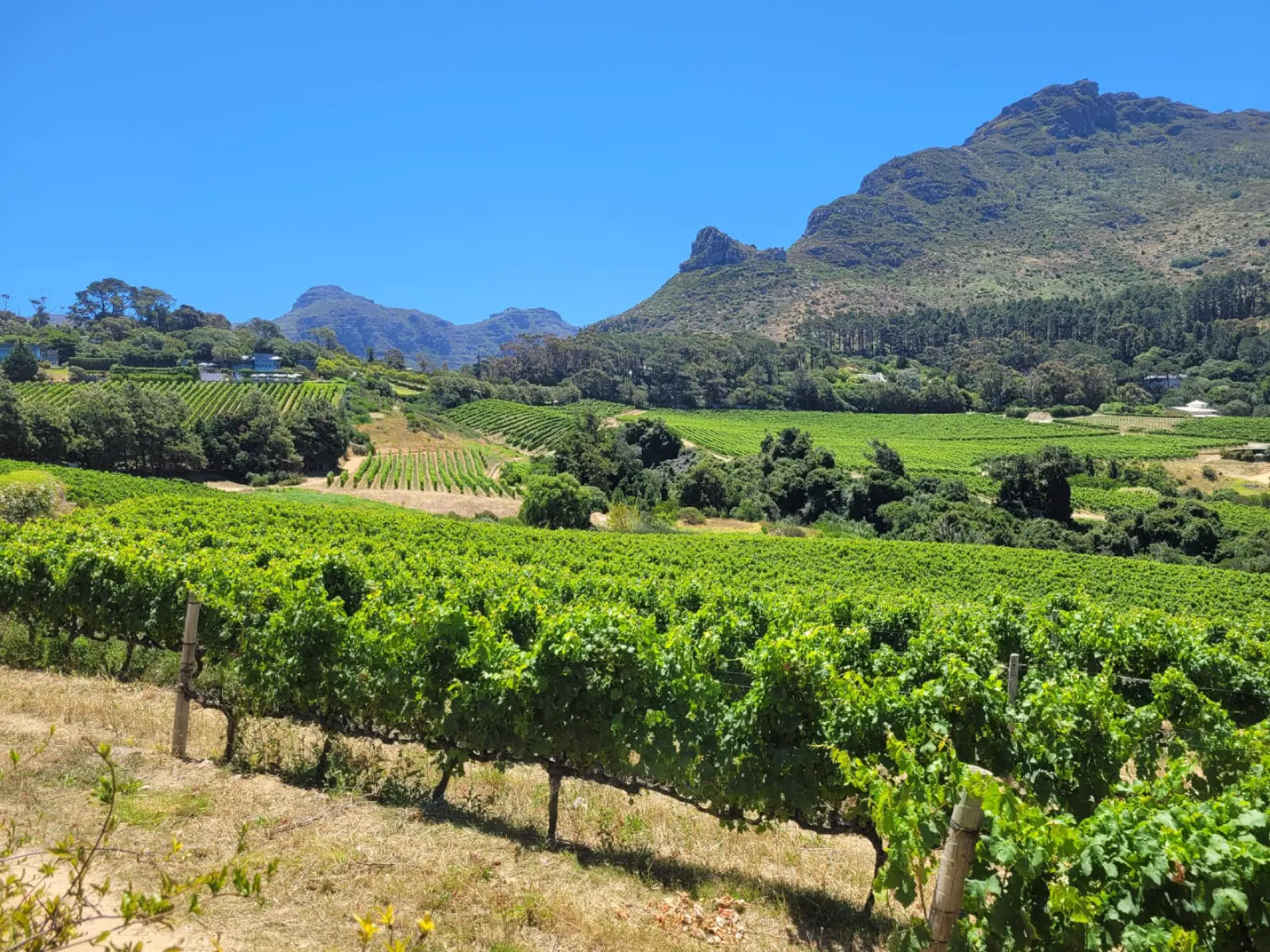 Vineyards in the Cape Winelands